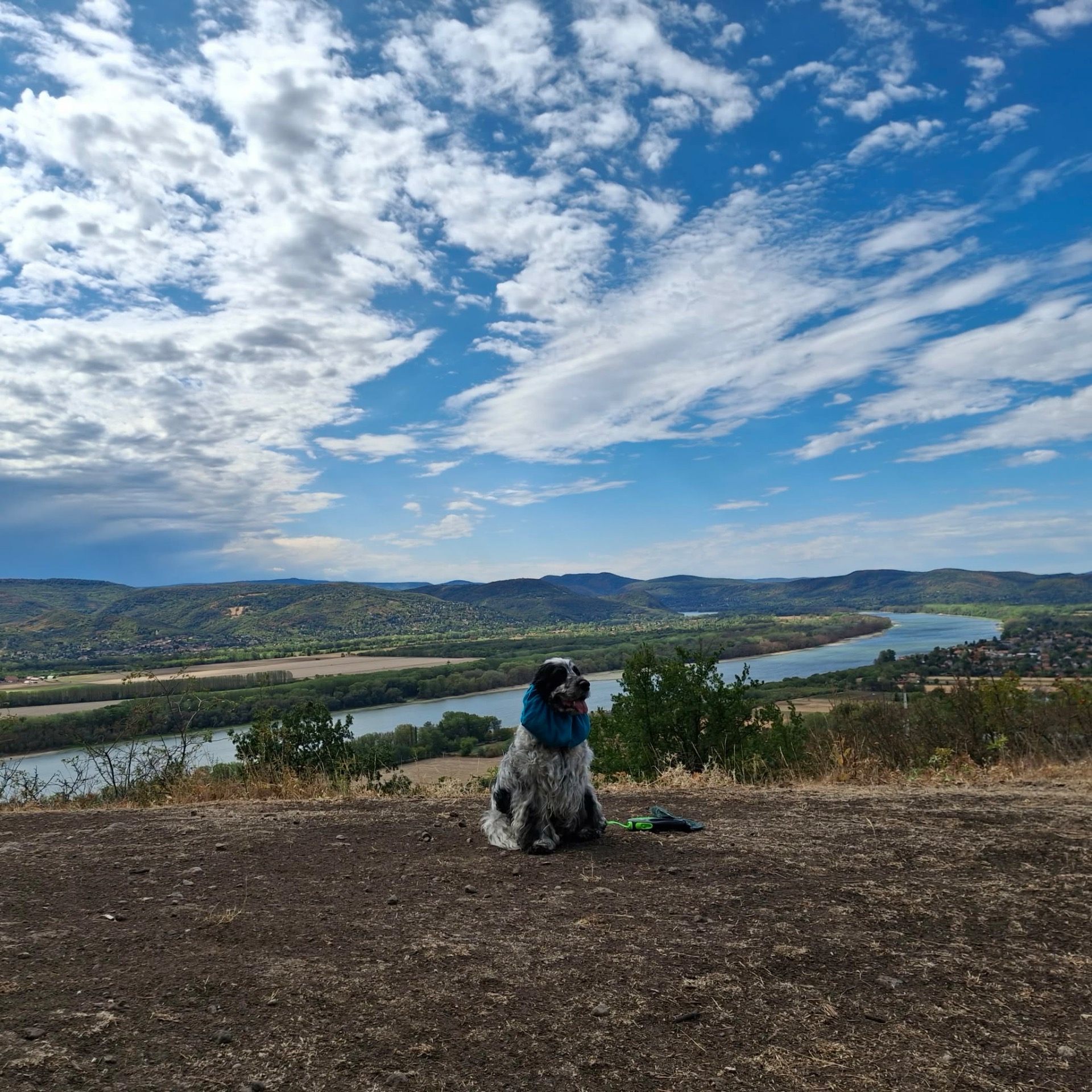 Spániel a dunakanyari panorámával ahova a Fenyveshegyi Házikóból mentek fel kirándulni.