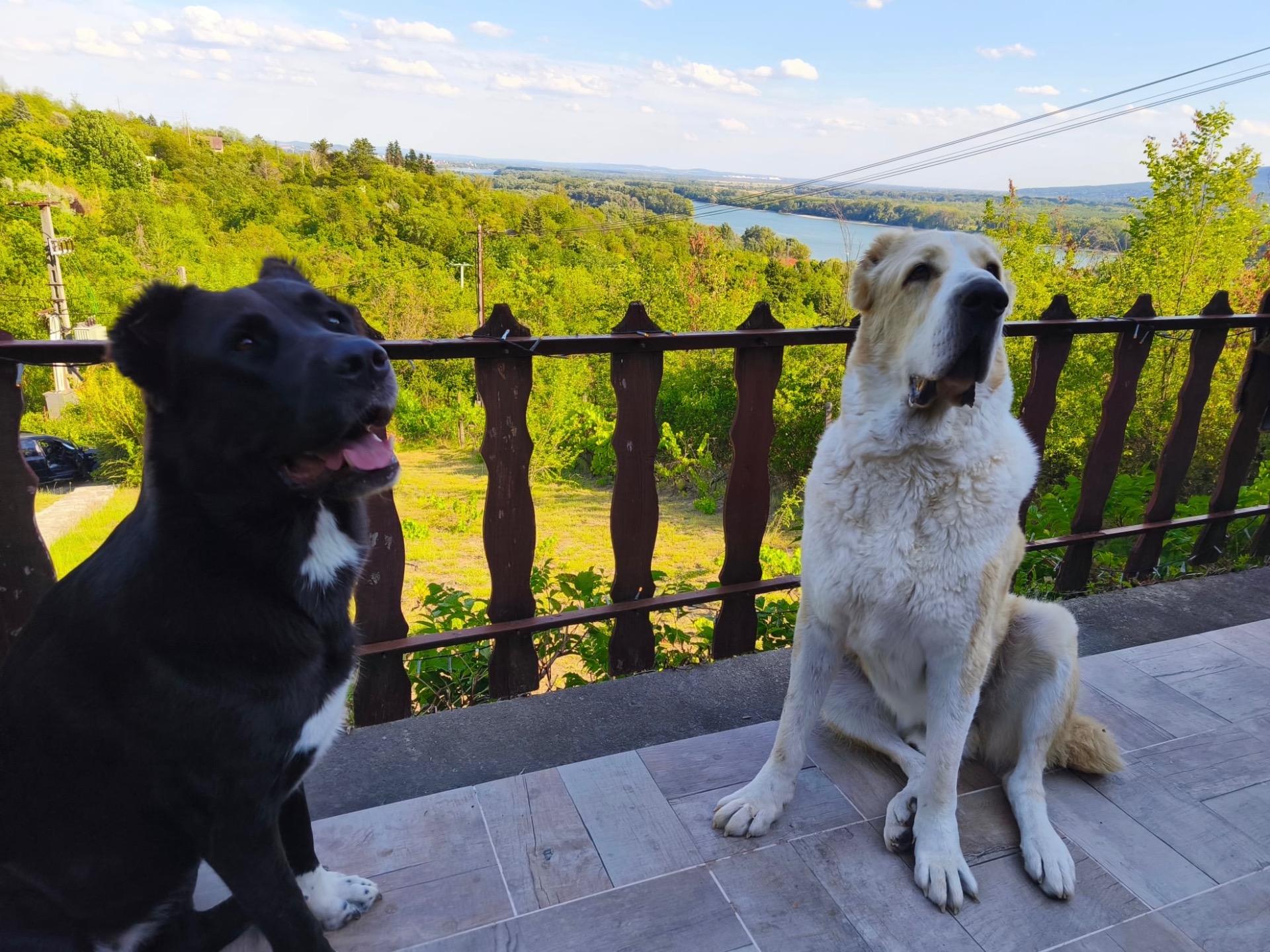 két középázsiai juhászkutya ül a teraszon háttérben a dunai panoráma