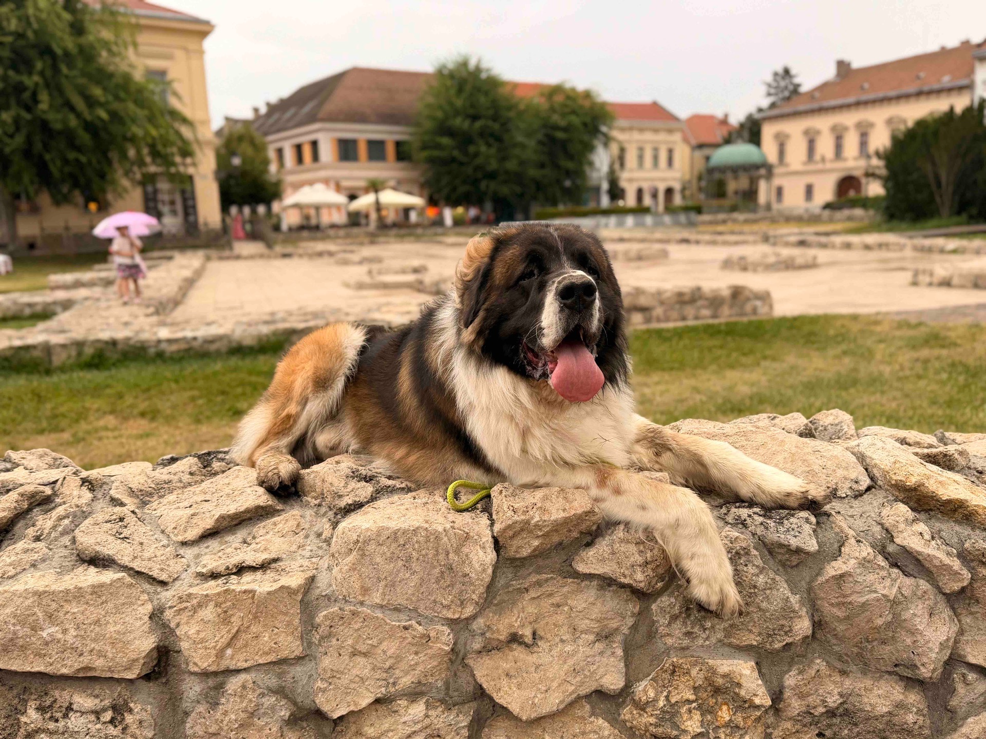 Barna-fehér nagytestű kutya köveken fekszik, nyelvét kilógatja, háttérben park és épületek.